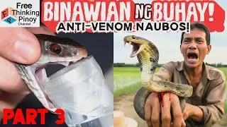 NEW🌟 PART 3 Delikadong Hayop | Philippine Cobra, pit viper at Coral Snake