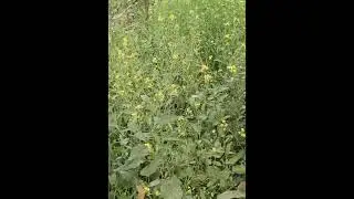 My Village Vlog video 📷 / telhan ki kheti #vlog ​