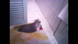 Ricco: The Ultimate Evolution | From Cute Baby Parrot to Object Destroyer