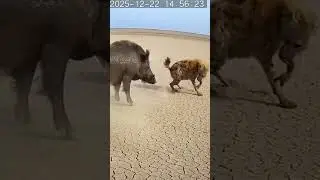 Instinct Pulls the First Strike #minicamera #animals #wildlife