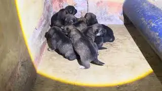 Checking on a Mother Dog and Her Puppies Sleeping in an Abandoned House