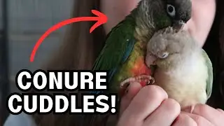 Is Conure Cuddling Natural? | TheParrotTeacher
