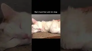 Good night #cat #healing #relaxing #sleep #relax #cats #relaxingmusic #family #shorts