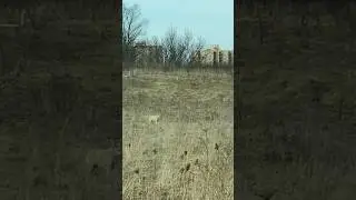 Two Coyotes on the Hunt. #coyote #urbanwildlife #wildlife