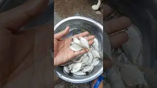 Mantap gaes#mancing#fishing #strikeikan #ikankiper #ikandilaut #fish #mancingdilaut
