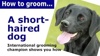 How to groom a short haired dog - dog grooming demonstration