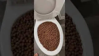 Experiment: Cocoa Puffs Cereal in the Toilet #shorts