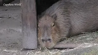 Capybara Behaviour Is SO Fascinating. How a Capybara Copes with Separation. Ryoko Lures Donut To ...