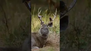 Very beautiful scene, son of a bird on the horn of a deer