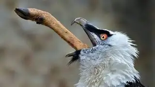MEET LAMMERGEIER 
