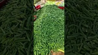 HM.CLAUSE VARIETY CHAMPA GOLD OKRA F1, All Round years Sowing 🌱🌱