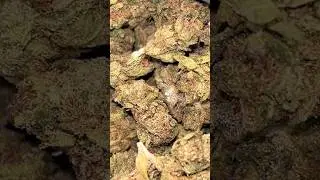 THCA Small Buds ~ 👸Queen Joy ~ 1/4 LB of Affordable THCA  #freetheplant
