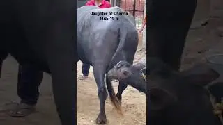 Daughter of dhanna | super murrah #murrah #top bhains #dhanna #subscribe #shortvideo #viral #shorts
