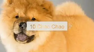 Top 10 Dominant Dog Breeds