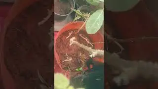My Sister Planting Bitter Guard Seeds || Vardan's World  #nature #relaxing #earth #plant GardeningP2