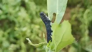 When virus control insect behavior..