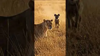 Lioness vs Hyena &mdash; Waterhole Standoff (No Fight)