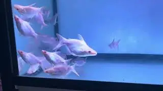 สวายเผือกสั้น 2025 Shortbody Iridescent Shark