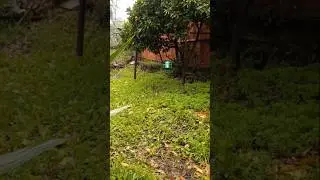 The sound of rain                                             #rain #nature #storm #rainsounds