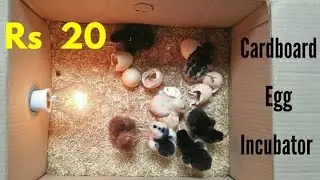 Incubator for chicken eggs || Home made incubator || Ghar py incubator kaise banain || egg Hatchery