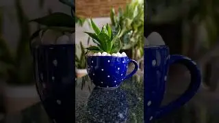 Unique ceramic pot | Meesho finds | Home decor | Rare cup shape pot #shorts