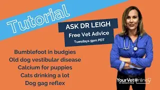 Ask A Vet Live Tutorial | Bumblefoot, Gag reflex, Vestibular Disease, Calcium for pups + More #vet