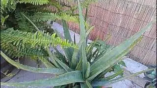 HTC Amaze 4G  video sample (FULL HD)