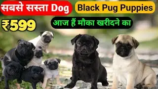 Top show quality Pug puppies available for sale in india | Black Pug dog | Vodafone dog | puppies 
