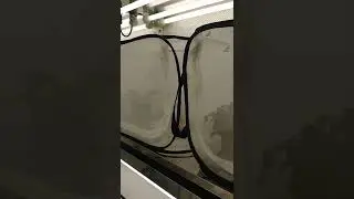 Leiden University / Moth research / Tyria jacobaeae