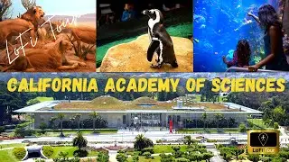 California Academy of Sciences, San Francisco / LoFi TOUR [4K]
