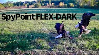 SpyPoint Flex-Dark Camera Test. (Bald Eagles)