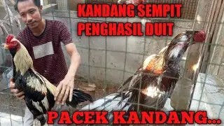 Review pacek kandang, pakoy drumband Dan harga anakannya