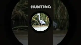 Hunting II a big bird 🐦#0572