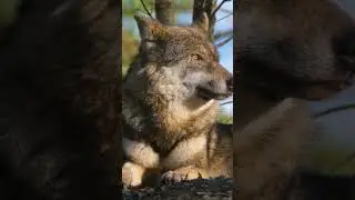 Meet the Wolf: 🐺 the fierce hunter