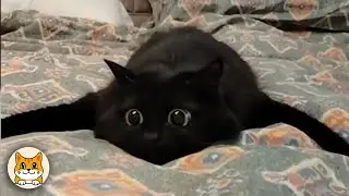 Funny Cats Acting Like the Real Owners of the House 😂