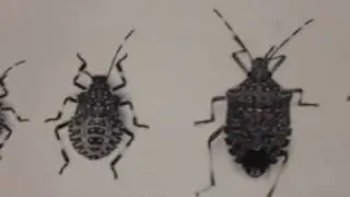 Invasive Insect Pests & Climate Change