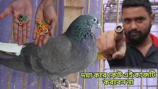 নিজের আনন্দের জন্য কবুতরগুলোকে আর কত কষ্ট দিবেন