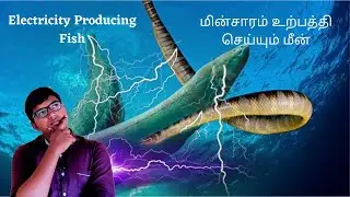 electricity producing fish......!!!!!!!