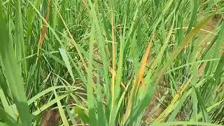Yng sdah penggulangan padi kna pnykit kuning... 
