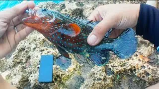 Unlock new fish species in Samal Sabang Cliff
