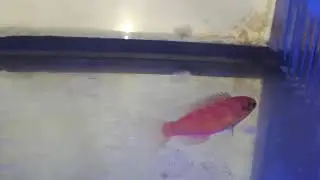 Red Margin Fairy Wrasse (female) Cirrhilabrus Rubrimarginatus