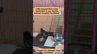 Little injured Bird in our care at Aastha Animal Hospital Faridabad.