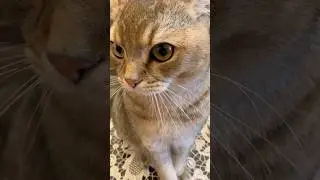 Барсик &mdash; умный 😻 #кот #котенок #смешнаяозвучка #умныемысли #юмор