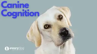 Canine Cognition