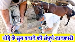 घोड़े के सुम बनाने की संपूर्ण जानकारी || Complete information on making horse hoof