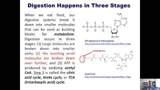 Chapter 14 &ndash; Digestion: Turning a Meal into Cellular Biochemicals: Part 1 of 3