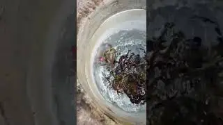 Frog in the skimmer 😷 #jimspoolcare #viral #fyp #foryou #animals