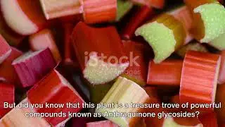 Unveiling Anthraquinone Glycosides: Aloe, Senna, Rhubarb & Cascara!