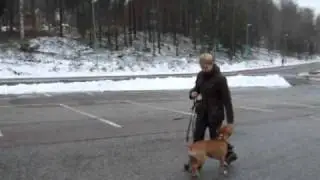 Bakl&auml;ngesmarsch och bakdelskontroll