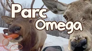 🇨🇦 VISITE DU PARC OMEGA : &Agrave; la d&eacute;couverte des animaux du Canada 🦌🐻 | Vlog Montr&eacute;al